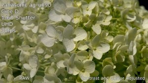 Panasonic AG UX90 4K Test Footage Japanese Garden