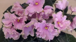 РМ-Весна, стандартная фиалка, селекционер Наталья Скорнякова /Обзор сортов фиалок /Школа Фиалки