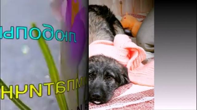 Топ 10 самых лучших и добрых собак для вас.