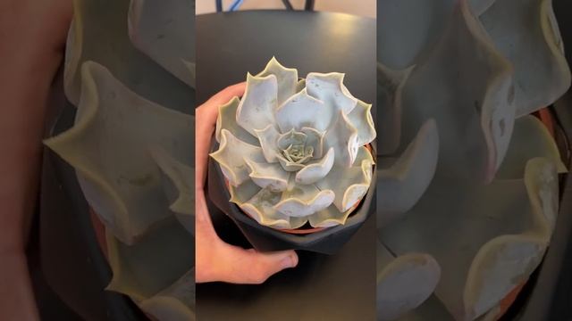 Echeveria Lilacina Succulent Type