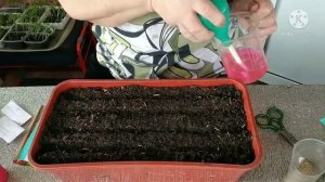 Посев однолетних цветов, Немезия.