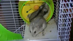 Жёсткая драка хомяков