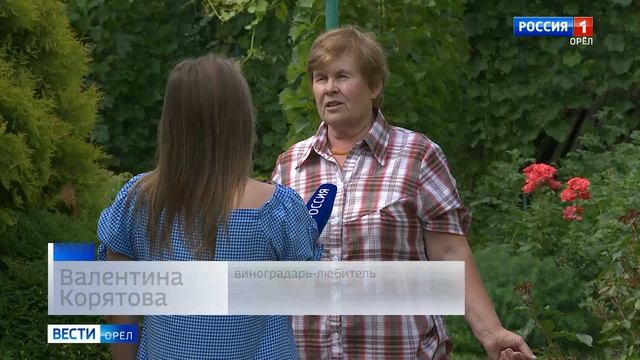 На Орловщине с успехом выращивают виноград смотреть онлайн