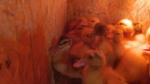 ПОКУПОЧКА:Гуси- Серый, Ланской,Губернаторский и Утки- фаворит Угольный,Агиделька,Башкирка