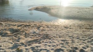 Утро на Цимле