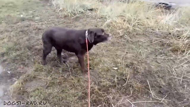 Балуша на прогулке. Не быстро, но уверенно! ) 2.01.2021