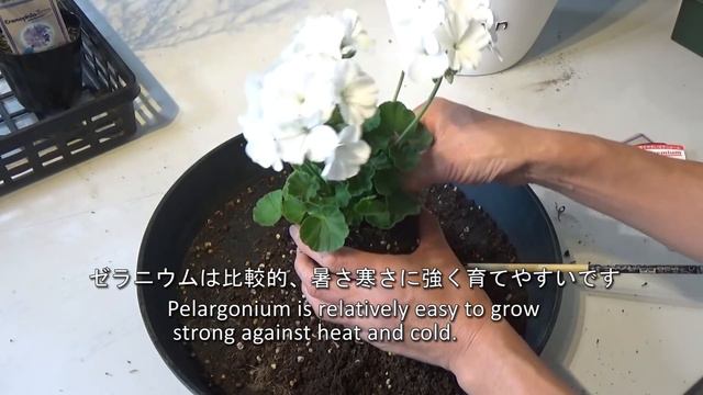 寄せ植え❣冬に植える白×シルバー☃White Winter Container★（2019.11.01作） смотреть онлайн