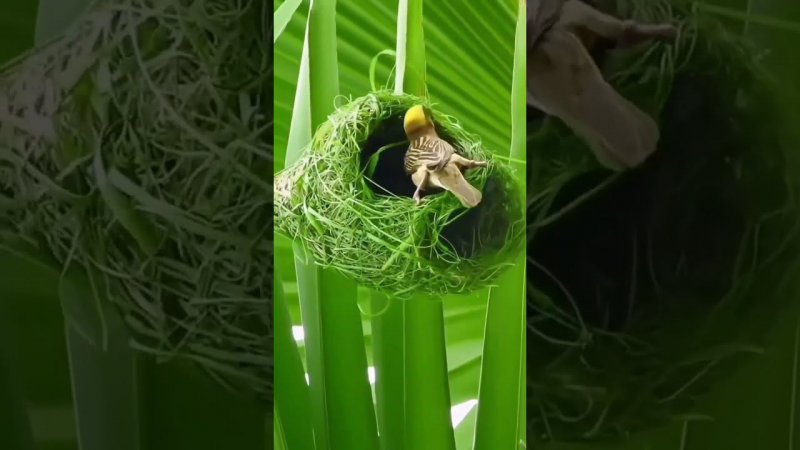 a bird builds a nest (птица вьёт гнездо)