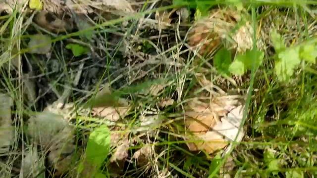 Грибы 2022 ! Открытие сезона ! смотреть онлайн