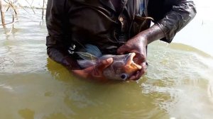 Unbelievable Catching of 2 Kg COLOR Tilapia Fish in Lake | Best Fishing Technique Never Seen Before