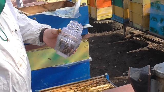 Как избавиться от клеща варроа на своей пасеке! смотреть онлайн