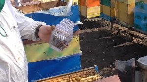 Как избавиться от клеща варроа на своей пасеке!