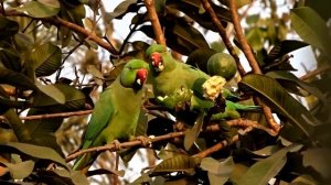 Детям про попугая