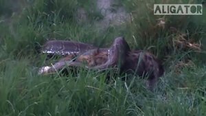 Огромный Питон проглотил Гиену за несколько минут