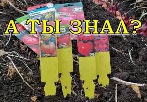 САМЫЕ ПЕРВЫЕ ПОСЕВЫ в теплице??????