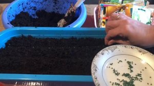 Посев лука ЭКСИБИШЕН на рассаду 2020