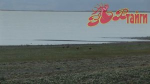 "Даурия" " Dauria"