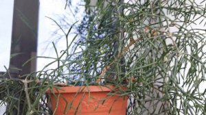 Хатиора🌼🌼🌼