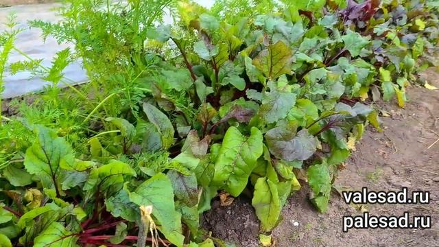 ПЕРВЫЙ ПРИЗНАК КОГДА ПОРА ВЫКАПЫВАТЬ СВЕКЛУ! Свекла будет хорошо храниться до весны! смотреть онлайн