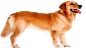 Как выбрать домашнего питомца