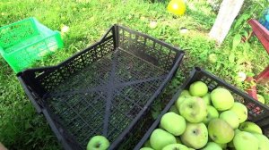 Правила хранение яблок