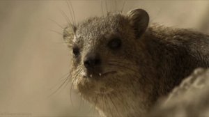 Удивительные соседи. Капские даманы.