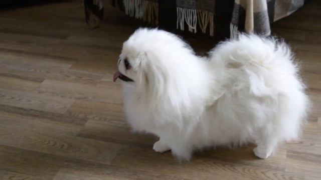 Питомник пекинесов САВЕЛИНА - девочки продаются смотреть онлайн