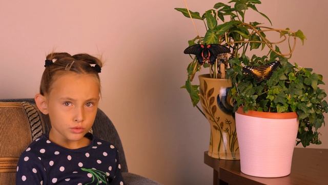 Хрупкая красота бабочек (4k) смотреть онлайн