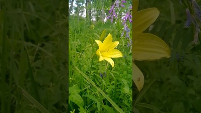 КРАСОДНЕВ ИЛИ ЛИЛЕЙНИК МАЛЫЙ.?