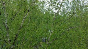 В Москве идёт СНЕГ ❄️ май 2024 год