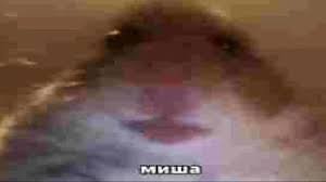 Хомяк миша разбор мема
