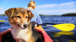 Двое в лодке не считая собаки