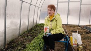 Как сеять сидераты под зиму