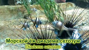 Тюлевый апогон Каудерна | Тюлевый кардинал - кружевная тропическая рыбка