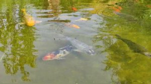 Пруд на своем участке 10 соток с карпами