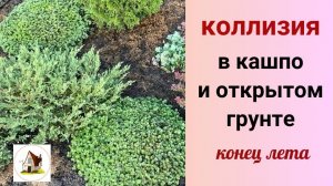 Коллизия конец лета. В кашпо и грунте.