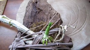 Реанимация ОРХИДЕИ. Дендрофаленопсис на блоке. Наблюдаем за развитием.