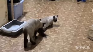 Вязка кошки. Начало новой жизни! Первая Вязка тайской кошки. Получатся ли котят?