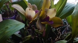 И снова я с гибридом Lycaste x Bifrenaria