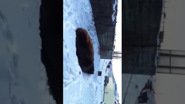 Камчатка сивучи