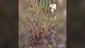 Весенняя обрезка  Гортензии метельчатой Фрайэ Мельба. Северозапад