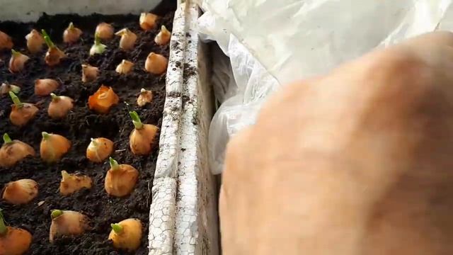 В ящике лук на зелень.. смотреть онлайн