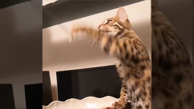 Бенгальские котята играют смотреть онлайн