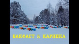 Начало зимовки, Бакфаст и Карника