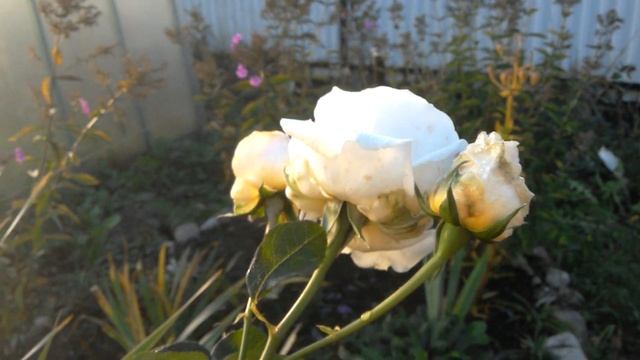 РОЗЫ В СЕНТЯБРЕ ЧАЙНО-ГИБРИДНАЯ РОЗА ПАСКАЛЬ ОБЗОР смотреть онлайн