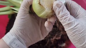 что такое копыто гиппеаструма и когда его надо срезать