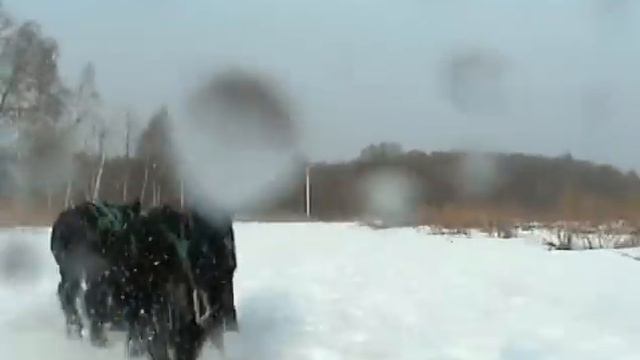 Упряжка ризеншнауцеров.