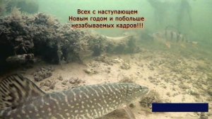 Очень много рыбы, подводные съёмки 2020-2021