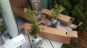 Распаковка хвойных растений из магазина "Опт-хоз"