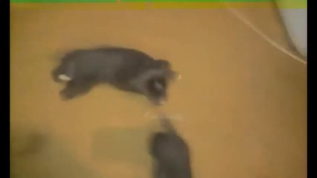 ЩЕНКИ НЕ СПЯТ В 12 ЧАСОВ НОЧИ смотреть онлайн